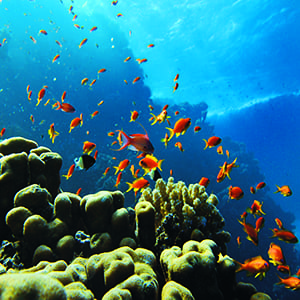 Fish swimming over coral