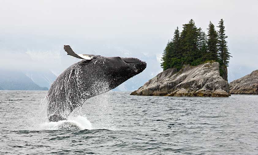Alaska_Whale