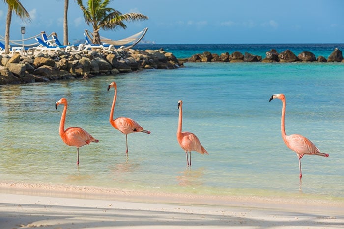 Aruba_beach_cruise