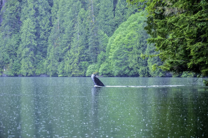 Misty Fjords Alaska Whale