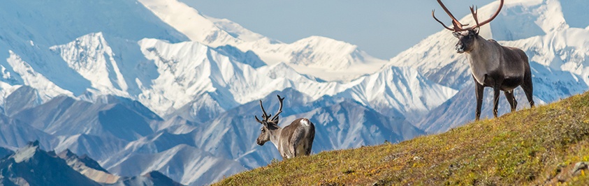 Things To Do In Denali National Park In 24 Hours