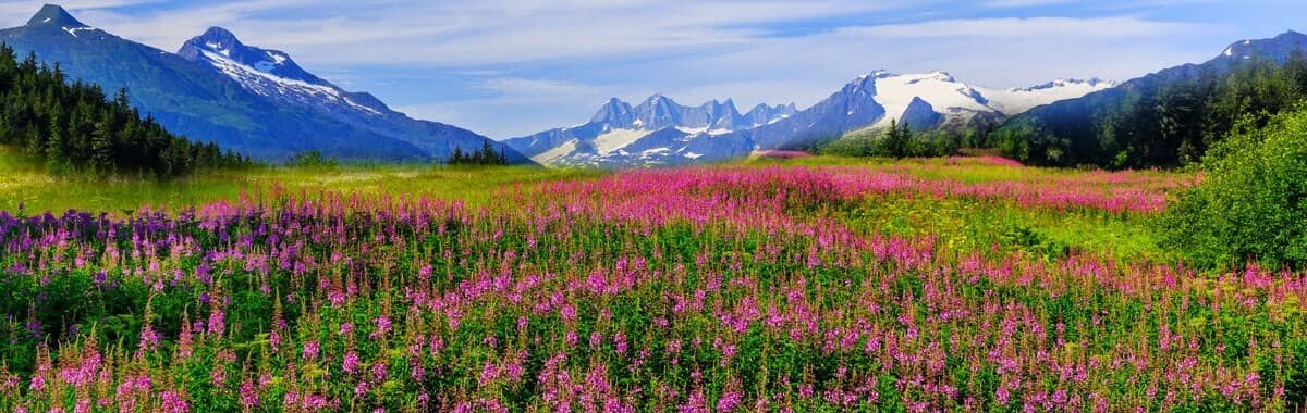 Fields of flowers in front of snow capped mountains