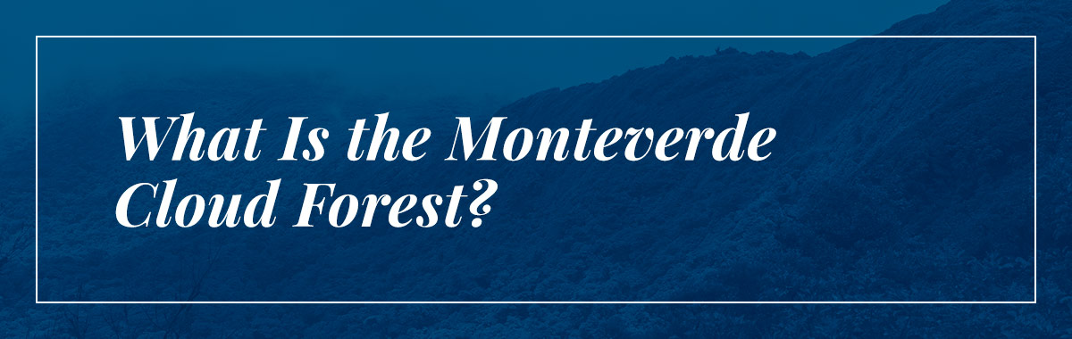 What Is the Monteverde Cloud Forest?