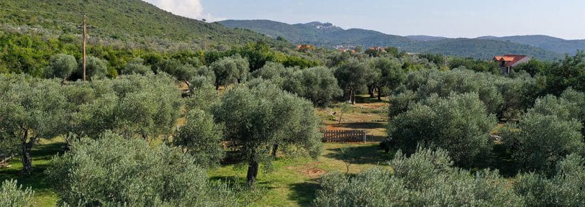 Olive garden in Montenegro
