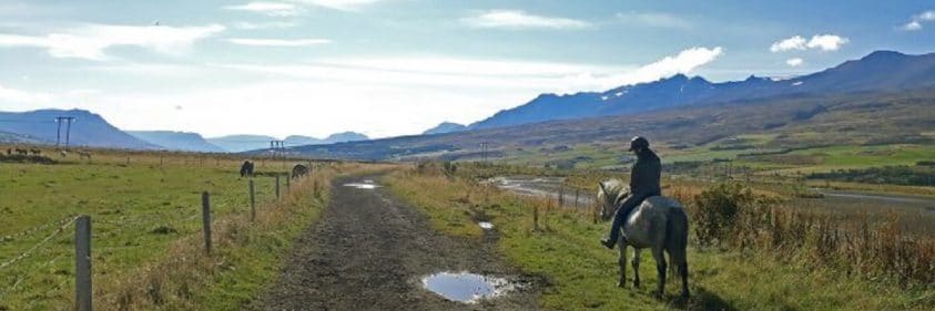 Horse and rider in Iceland