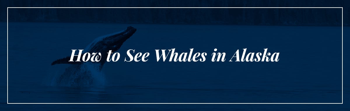 How to see whales in alaksa