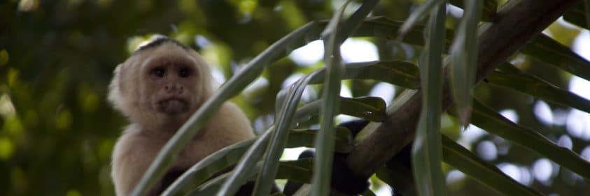 monkey in tree in Costa Rica