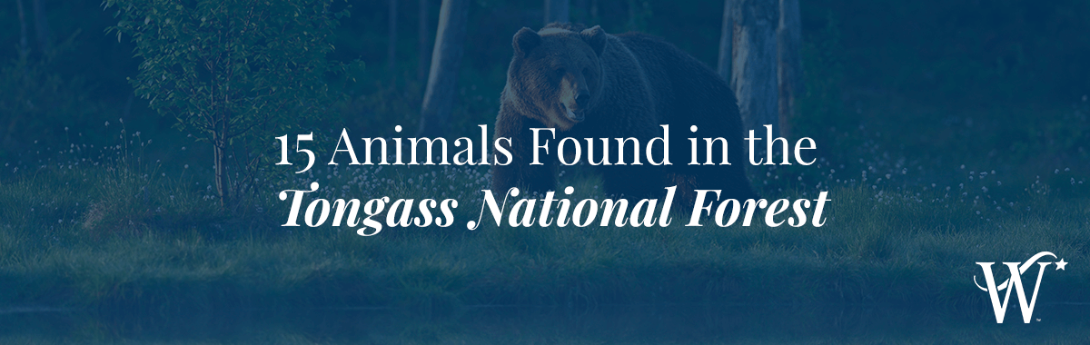 Animals Found in the Tongass National Forest